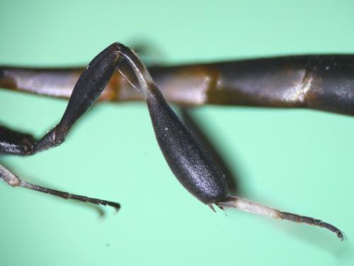 Gasteruption jaculator